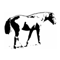 Horse 1