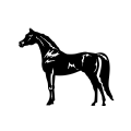 Horse 4