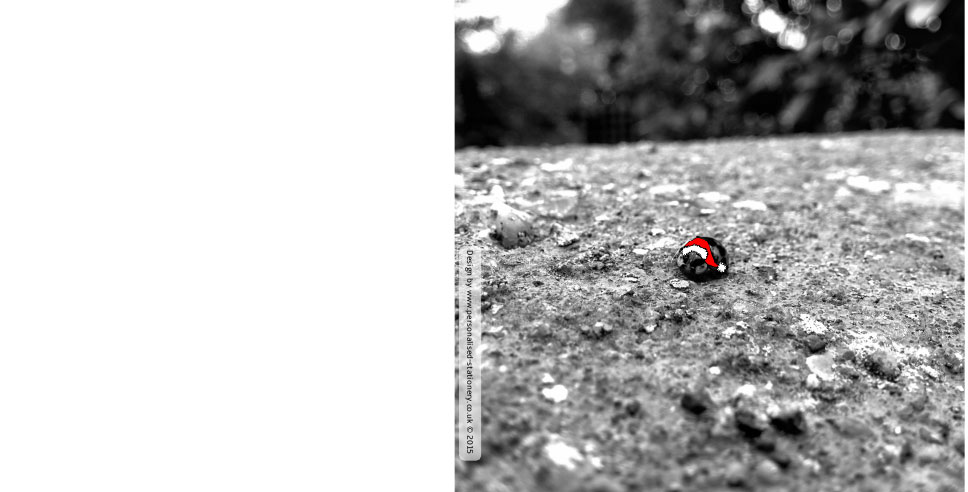 Ladybird