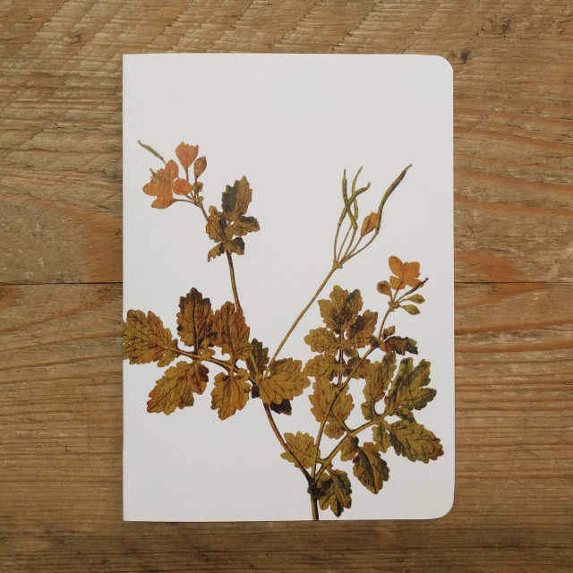 Personalised Stationery : Plain : Sprig