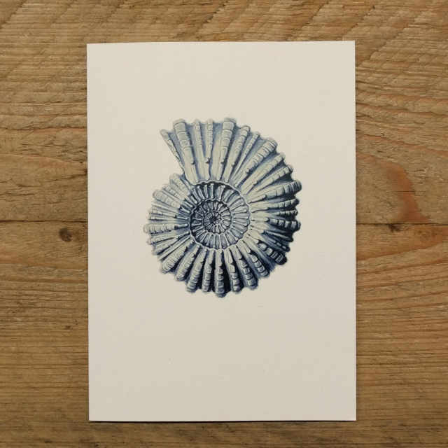 Personalised Stationery : A6 Note Card : Mollusca