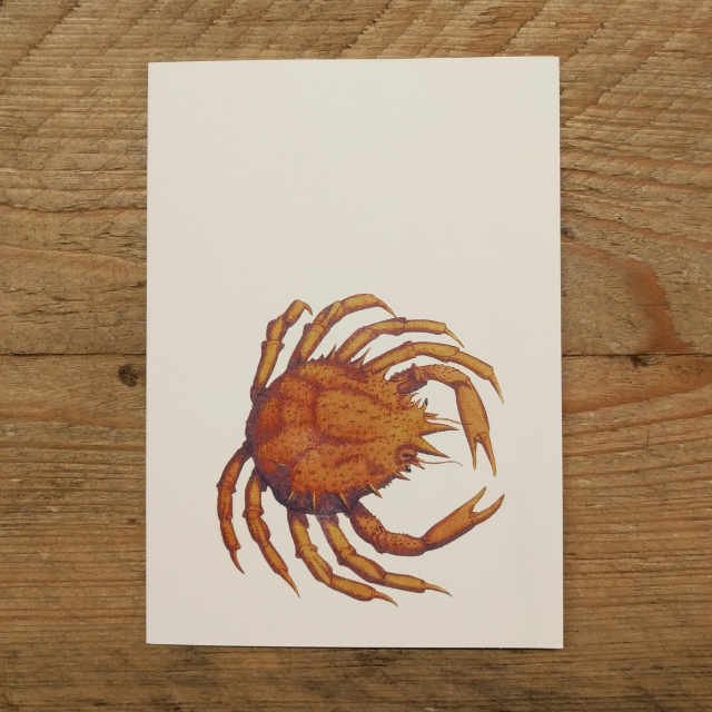 Personalised Stationery : A6 Note Card : Pugettia