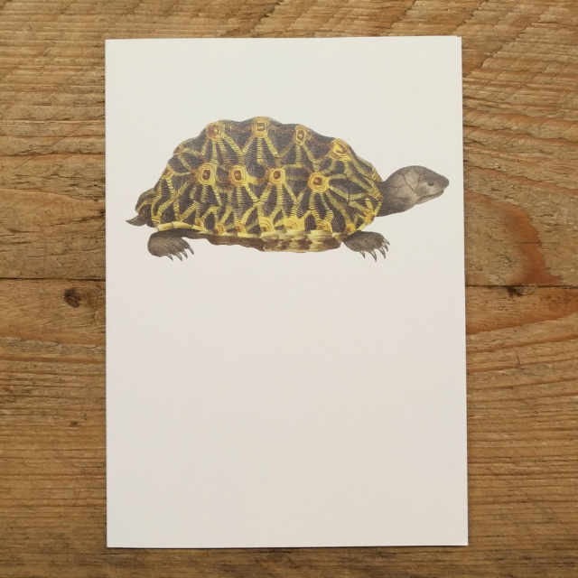 Personalised Stationery : A6 Note Card : Terrapene